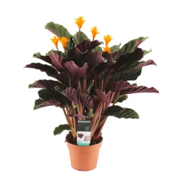 Bloomique - Calathea crocata - flamme éternelle - plantes d’intérieur - 40-50 cm de haut - pot 14 cm Best