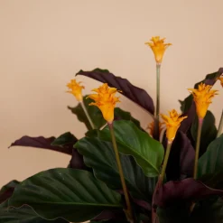 Bloomique - Calathea crocata - flamme éternelle - plantes d’intérieur - 40-50 cm de haut - pot 14 cm Best