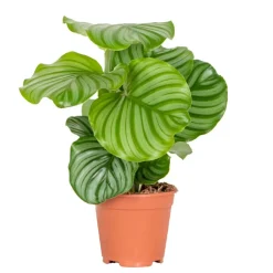 Bloomique Plantes Vertes | - Calathea orbifolia - plante paon - plante d’intérieur - dépolluante - 40-50 cm de haut - pot 14 cm
