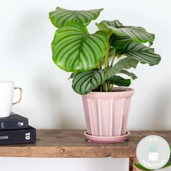 Bloomique Plantes Vertes | - Calathea orbifolia - plante paon - plante d’intérieur - dépolluante - 40-50 cm de haut - pot 14 cm