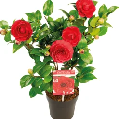 Bloomique - Camellia japonica 'black lace' - rosier du japon - buisson - persistant - ⌀15 cm - ↕30-35 cm Sale