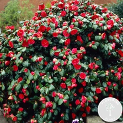Bloomique - Camellia japonica 'black lace' - rosier du japon - buisson - persistant - ⌀15 cm - ↕30-35 cm Sale
