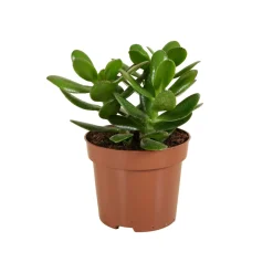 Bloomique Cactus Et Plantes Grasses | - Crassula ovata arbre magique - plante de jade - plantes d'intérieur - 15-20 cm de haut - pot 12 cm