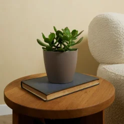 Bloomique Cactus Et Plantes Grasses | - Crassula ovata arbre magique - plante de jade - plantes d'intérieur - 15-20 cm de haut - pot 12 cm
