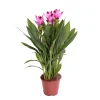 Bloomique Plantes Fleuries | - Curcuma siam - tulipe de siam - plante d’intérieur - dépolluante - 40-50 cm de haut - pot 14 cm