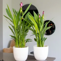 Bloomique Plantes Fleuries | - Curcuma siam - tulipe de siam - plante d’intérieur - dépolluante - 40-50 cm de haut - pot 14 cm