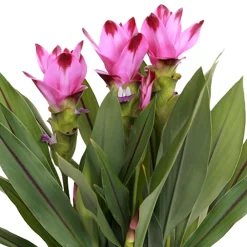 Bloomique Plantes Fleuries | - Curcuma siam - tulipe de siam - plante d’intérieur - dépolluante - 40-50 cm de haut - pot 14 cm
