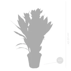 Bloomique Plantes Fleuries | - Curcuma siam - tulipe de siam - plante d’intérieur - dépolluante - 40-50 cm de haut - pot 14 cm
