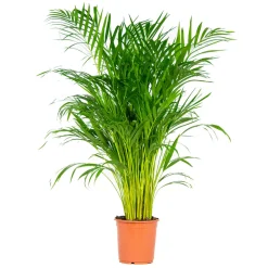 Bloomique Plantes Vertes | - Dypsis lutescens - palmier areca - plantes d’intérieur - hauteur 100-110 cm - pot 21 cm