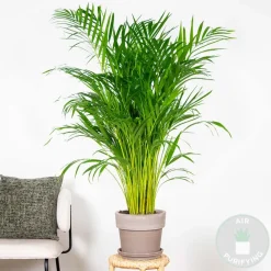 Bloomique Plantes Vertes | - Dypsis lutescens - palmier areca - plantes d’intérieur - hauteur 100-110 cm - pot 21 cm