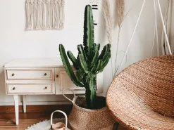 Bloomique - Euphorbia acrurensis - euphorbe - cactus cowboy - plante cactus - hauteur 60-70 cm - pot 17 cm Outlet