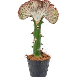 Bloomique - Euphorbia lactea cristata - cactus - plante d'intérieur - dépolluante - 20-30 cm de haut - pot 11 cm Hot