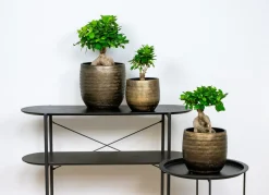 Bloomique Bonsaïs | - Ficus ginseng - bonsaï - plantes d’intérieur - dépolluante - 20-30 cm de haut - pot 12 cm