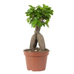 Bloomique Bonsaïs | - Ficus ginseng - bonsaï - plantes d’intérieur - dépolluante - 25-35 cm de haut - pot 15 cm