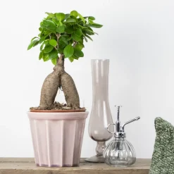 Bloomique Bonsaïs | - Ficus ginseng - bonsaï - plantes d’intérieur - dépolluante - 25-35 cm de haut - pot 15 cm