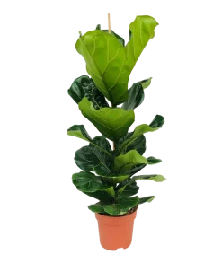Bloomique Plantes Vertes | - Ficus lyrata - figuier lyre - plante d’intérieur - dépolluante - pot 21 cm - hauteur 80-100 cm