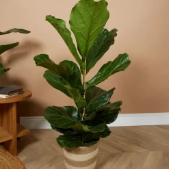 Bloomique Plantes Vertes | - Ficus lyrata - figuier lyre - plante d’intérieur - dépolluante - pot 21 cm - hauteur 80-100 cm
