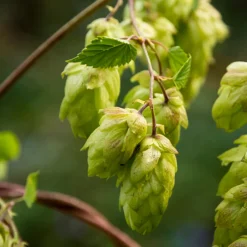 Bloomique - Humulus lupulus - plante de houblon - pot 15 cm - 70-80 cm de haut Best
