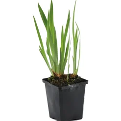 Bloomique - Iris kaempferi - iris du japon - violet - plantes de bassin - hauteur 20-30 cm - pot 9 cm Outlet