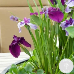 Bloomique - Iris kaempferi - iris du japon - violet - plantes de bassin - hauteur 20-30 cm - pot 9 cm Outlet