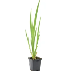 Bloomique - Iris pseudacorus - iris jaune - plantes de bassin - plantes aquatiques - hauteur 20-30 cm - pot 9 cm New