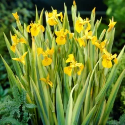 Bloomique - Iris pseudacorus - iris jaune - plantes de bassin - plantes aquatiques - hauteur 20-30 cm - pot 9 cm New