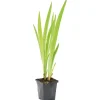 Bloomique - Iris versicolor - iris versicolore - plantes de bassin - hauteur 20-30 cm - pot 9 cm Sale