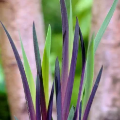 Bloomique - Iris versicolor - iris versicolore - plantes de bassin - hauteur 20-30 cm - pot 9 cm Sale