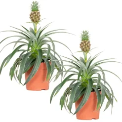 Bloomique - Lot de 2 - ananas mi amigo - plante ananas - plante anti-ronflement - 30-40 cm de haut - pot 12 cm Clearance