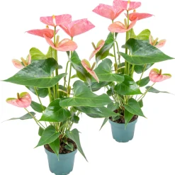 Bloomique Plantes Fleuries | - Lot de 2 - anthurium - plante flamant rose - rose - 30-40 cm de haut - pot 12 cm
