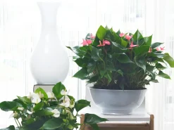 Bloomique Plantes Fleuries | - Lot de 2 - anthurium - plante flamant rose - rose - 30-40 cm de haut - pot 12 cm