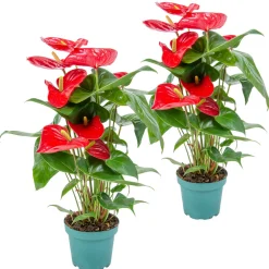 Bloomique Plantes Fleuries | - Lot de 2 - anthurium - plante flamant rose - blanc - 30-40 cm de haut - pot 12 cm