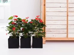 Bloomique Plantes Fleuries | - Lot de 2 - anthurium - plante flamant rose - blanc - 30-40 cm de haut - pot 12 cm