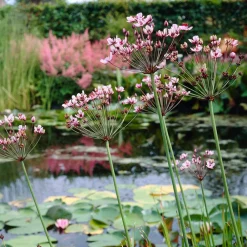 Bloomique Plantes De Bassin | - Lot de 3 - butomus umbellatus - butome en ombelle - plantes de bassin - 15-25 cm de haut - pot 9 cm