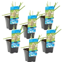 Bloomique - Lot de 6 - butomus umbellatus - butome en ombelle - plantes de bassin - 10-20 cm de haut - pot 9 cm