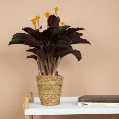 Bloomique - Lot de 2 - calathea crocata - plante d'intérieur - hauteur 30-40 cm - pot de 12 cm Clearance
