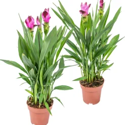 Bloomique Plantes Fleuries | - Lot de 2 - curcuma siam - tulipe de siam - plante d’intérieur - 40-50 cm de haut - pot 14 cm