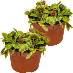 Bloomique Plantes Vertes | - Lot de 2 - dionaea muscipula - dionée attrape-mouche - 10-15 cm de haut - pot 12 cm