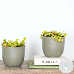 Bloomique Plantes Vertes | - Lot de 2 - dionaea muscipula - dionée attrape-mouche - 10-15 cm de haut - pot 12 cm