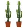 Bloomique Cactus Et Plantes Grasses | - Lot de 2 - euphorbia acrurensis - euphorbe - cactus - 60-70 cm de haut - pot 17 cm
