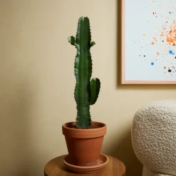 Bloomique Cactus Et Plantes Grasses | - Lot de 2 - euphorbia acrurensis - euphorbe - cactus - 60-70 cm de haut - pot 17 cm