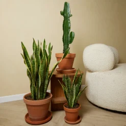 Bloomique Cactus Et Plantes Grasses | - Lot de 2 - euphorbia acrurensis - euphorbe - cactus - 60-70 cm de haut - pot 17 cm