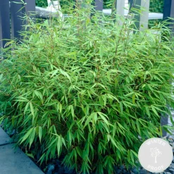 Bloomique Bambous | - Lot de 2 - fargesia rufa - bambou - non traçant - rustique - hauteur 40-60 cm - pot 17 cm