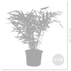 Bloomique Bambous | - Lot de 2 - fargesia rufa - bambou - non traçant - rustique - hauteur 40-60 cm - pot 17 cm