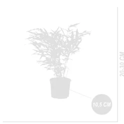 Bloomique Bambous | - Lot de 6 - fargesia rufa - bambou - non traçant - rustique - hauteur 20-30 cm - pot 10 cm