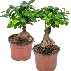 Bloomique - Lot de 2 - ficus ginseng - bonsaï - plantes d’intérieur - dépolluante - hauteur 20-30 cm - pot 12 cm Discount