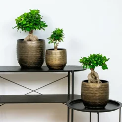 Bloomique - Lot de 2 - ficus ginseng - bonsaï - plantes d’intérieur - dépolluante - hauteur 20-30 cm - pot 12 cm Discount
