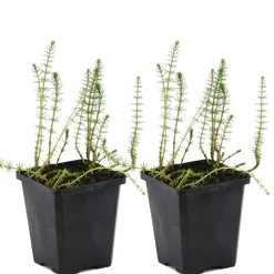 Bloomique Plantes De Bassin | - Lot de 2 - hippuris vulgaris - hippuride - plantes de bassin - hauteur 10-20 cm - pot 11 cm