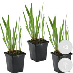 Bloomique - Lot de 3 - iris kaempferi - iris du japon - violet - plantes de bassin - hauteur 20-30 cm - pot 9 cm Clearance