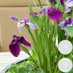 Bloomique Plantes De Bassin | - Lot de 6 - iris kaempferi - iris du japon - violet - plantes de bassin - hauteur 20-30 cm - pot 9 cm
